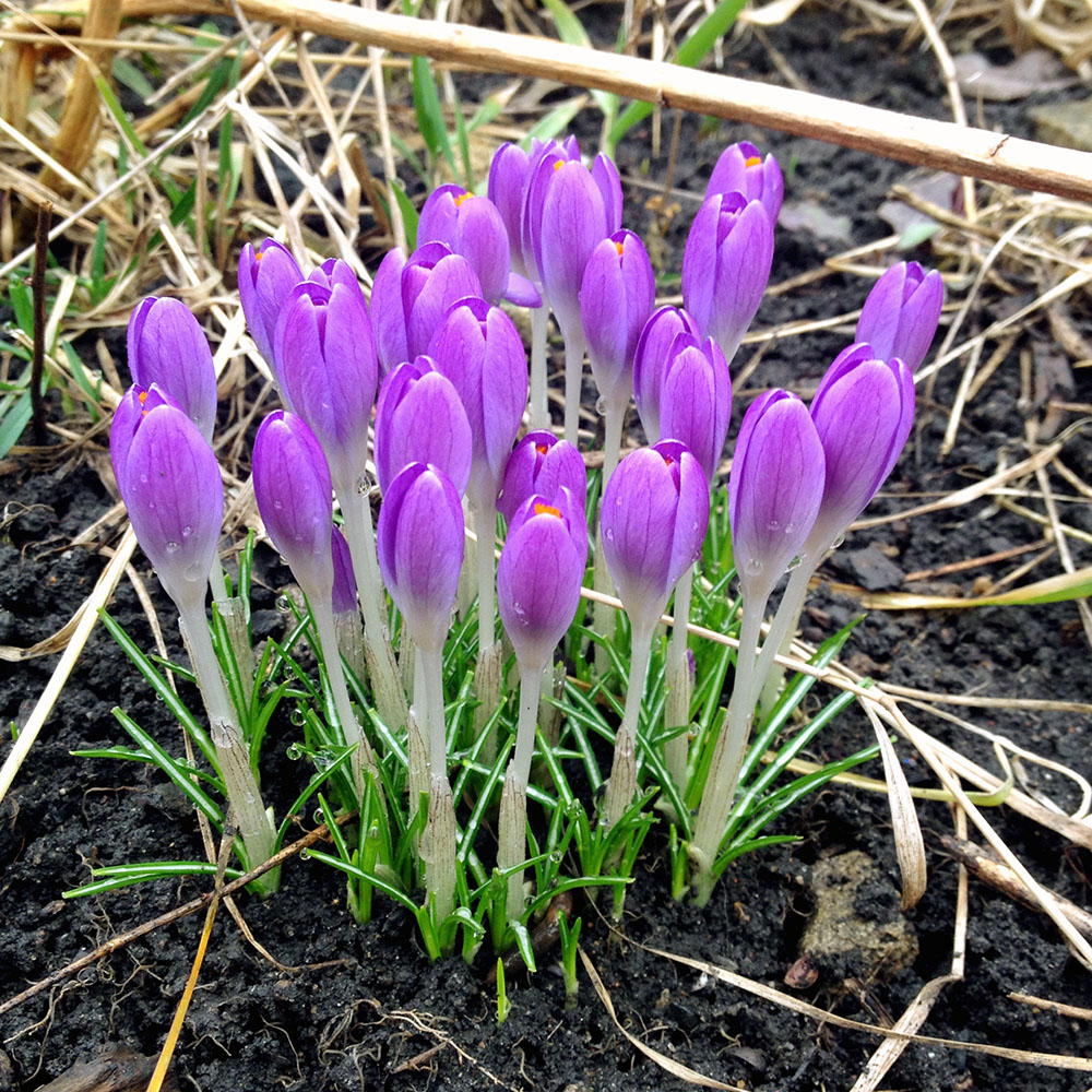 early spring flowers - Purple Crocus 