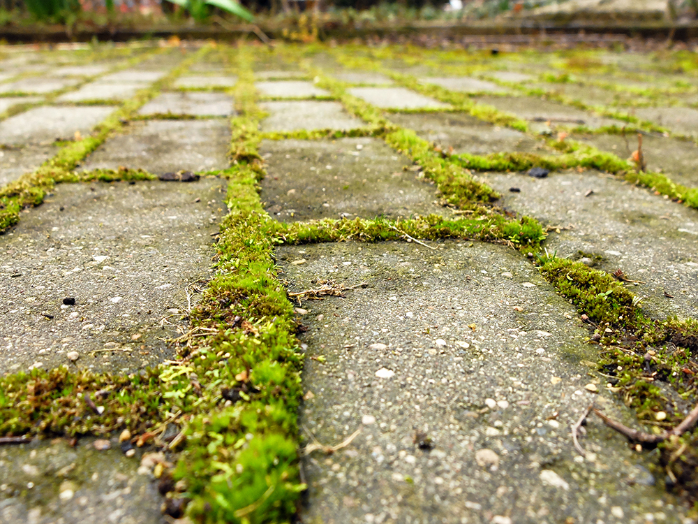 Patio Moss in the spring