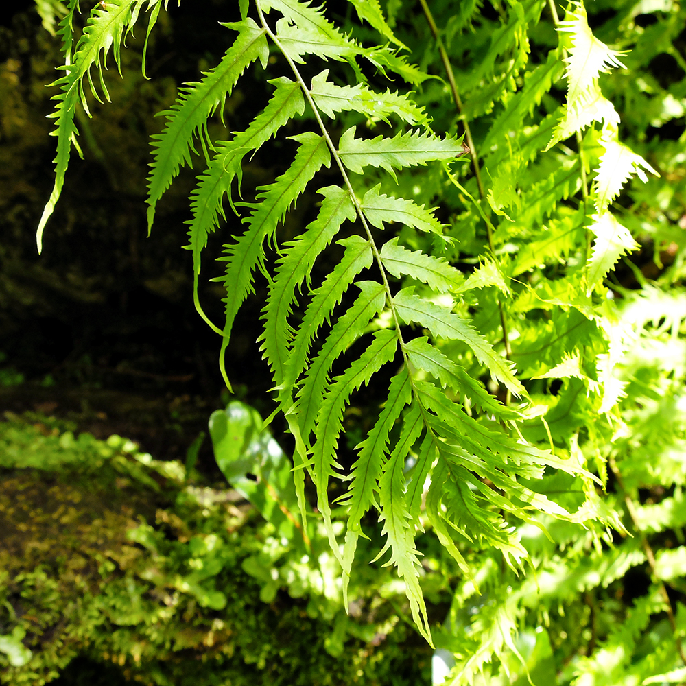 Garfield Park Conservatory - Fern in the Palm Room