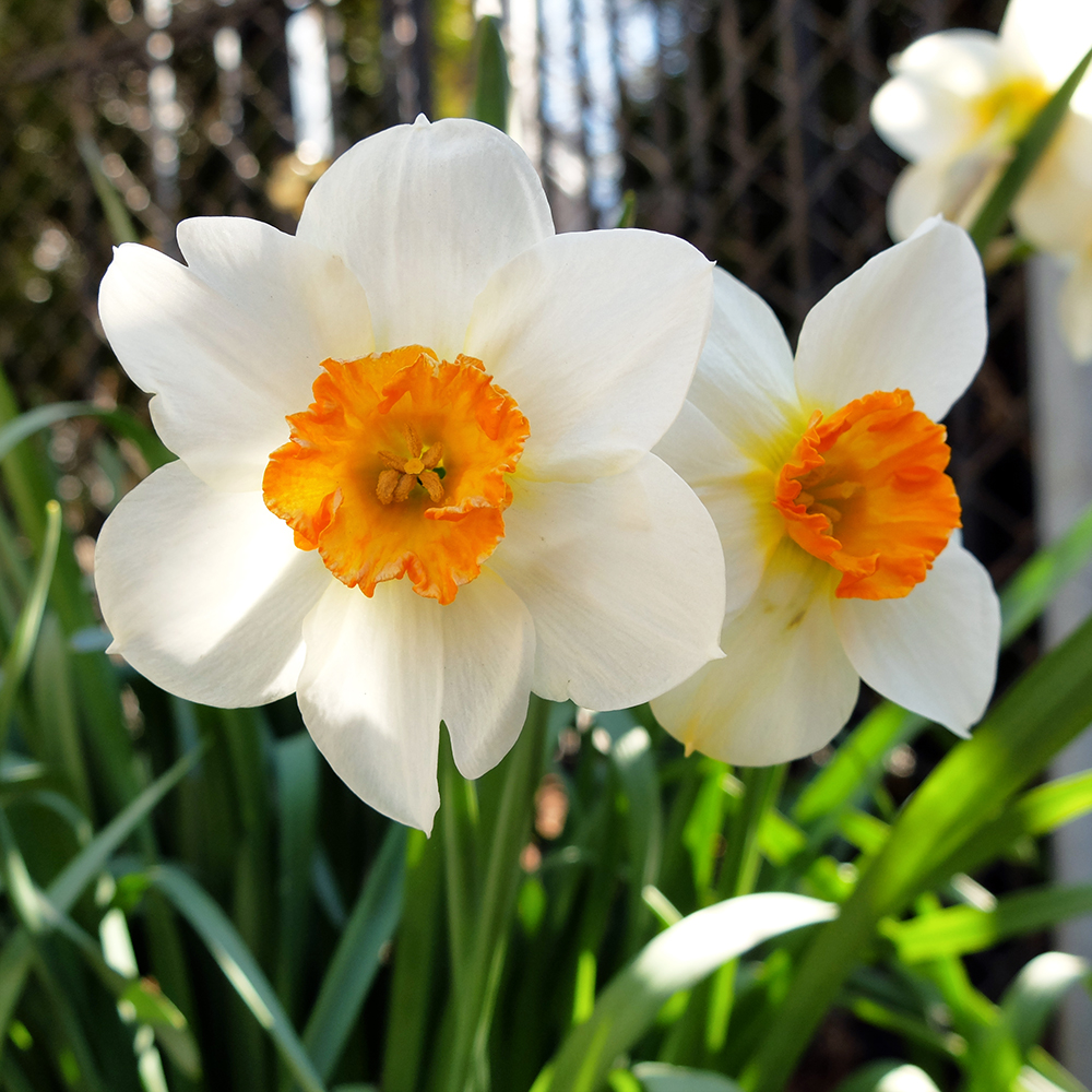 Daffodil - early spring blooms