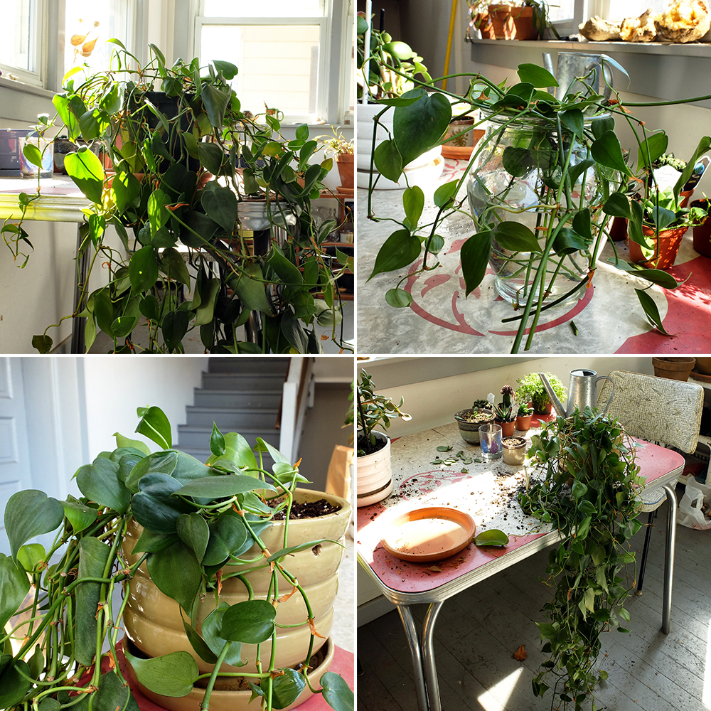 Philodendron Cordatum - Pruning and sprucing up for spring