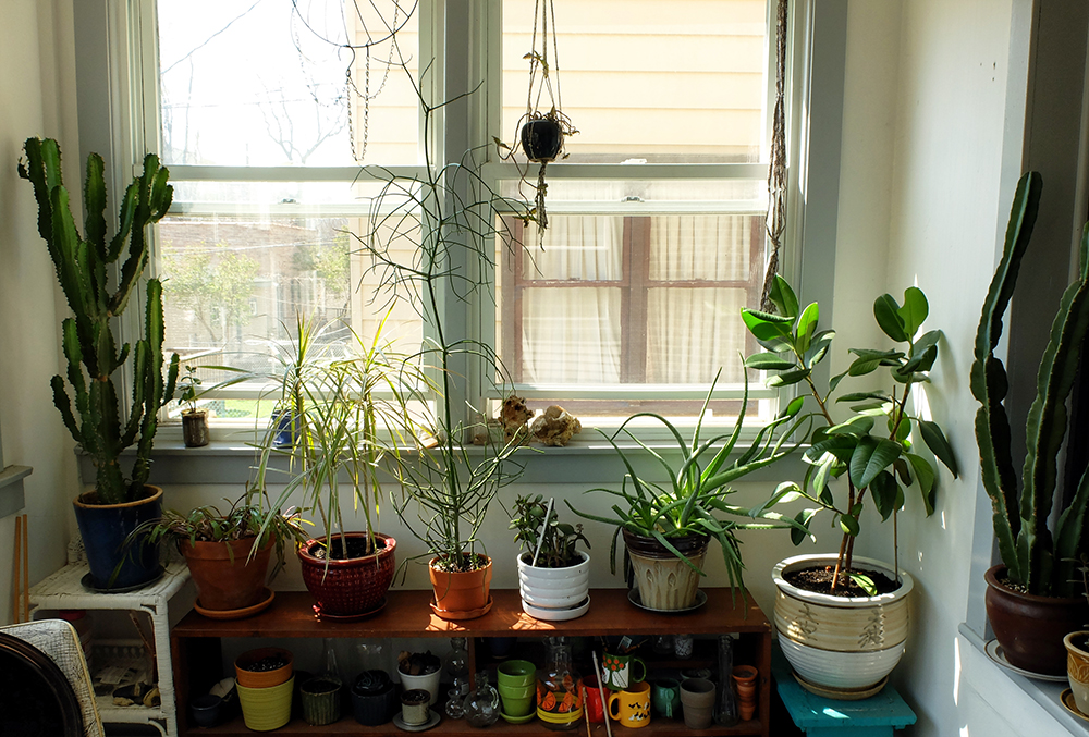 Plants moving out to the sunny porch