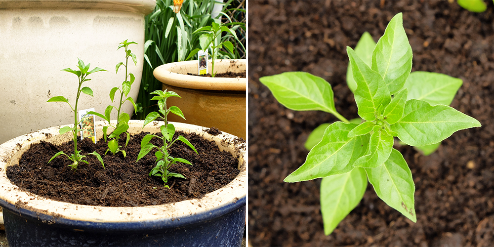 growing Chiltepin peppers - potted pepper garden 