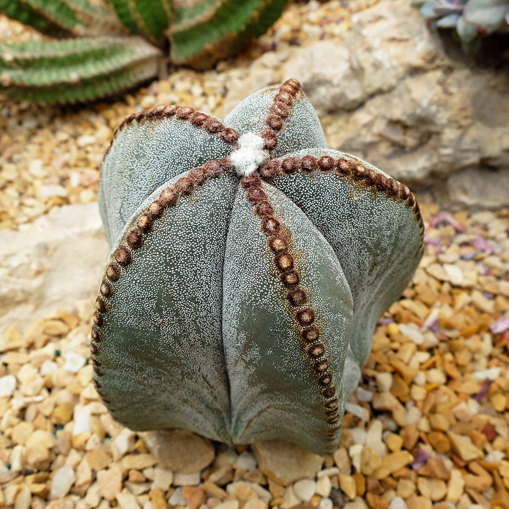 Bishop's Cap Cactus - Astrophytum myriostigma