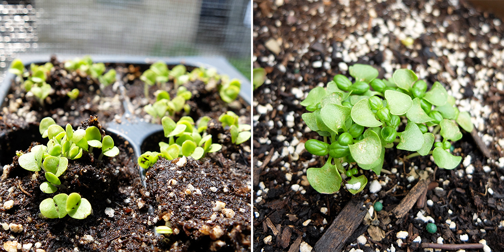 Growing Basil from Seed - May 6th -27th 2016