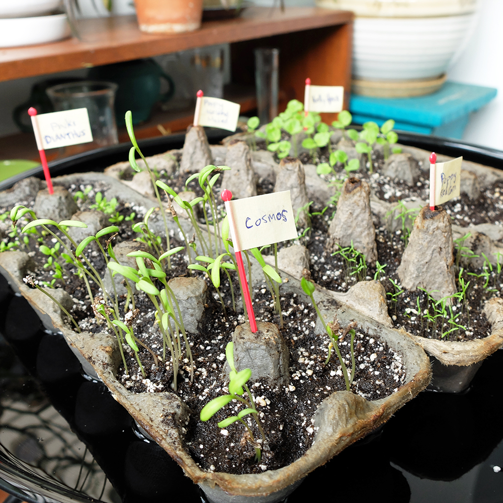 planting flower seeds - Poppies, Hollyhocks, Dianthus, Cosmos, Delphinium