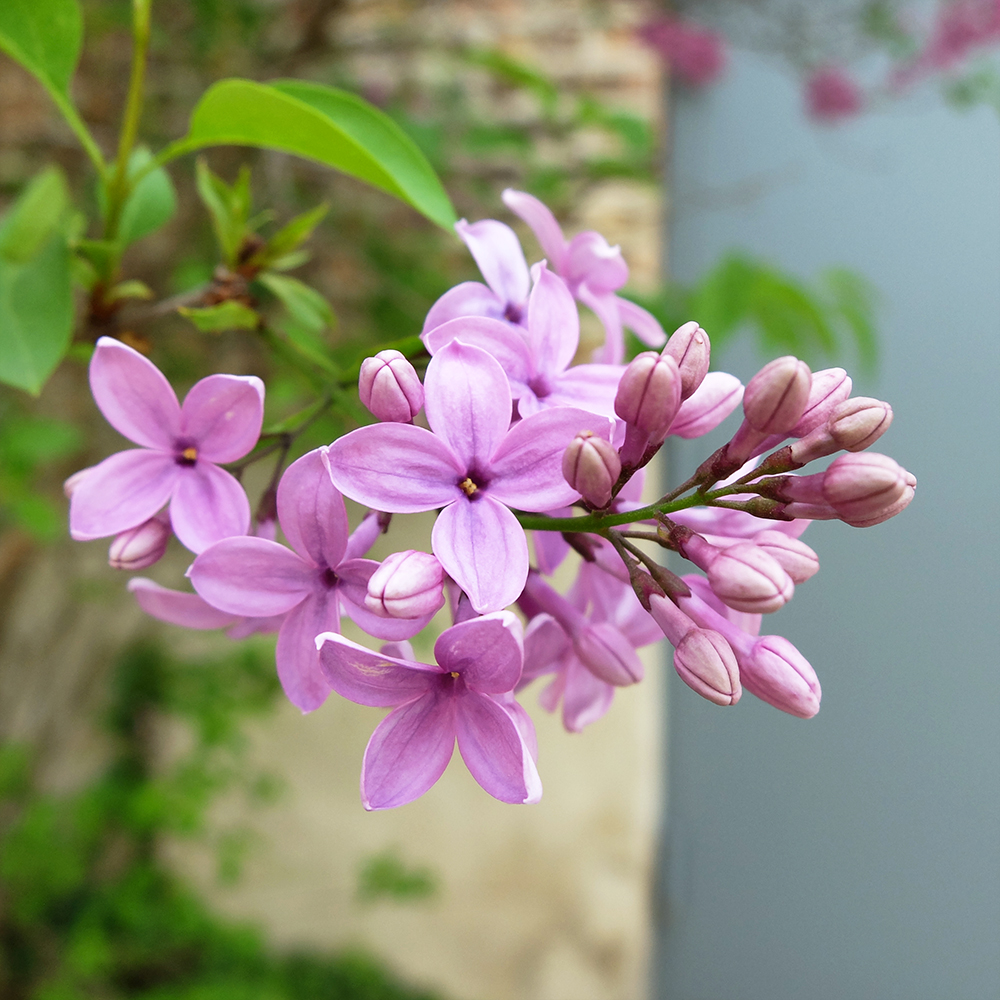 Lilac - Syringa vulgaris 