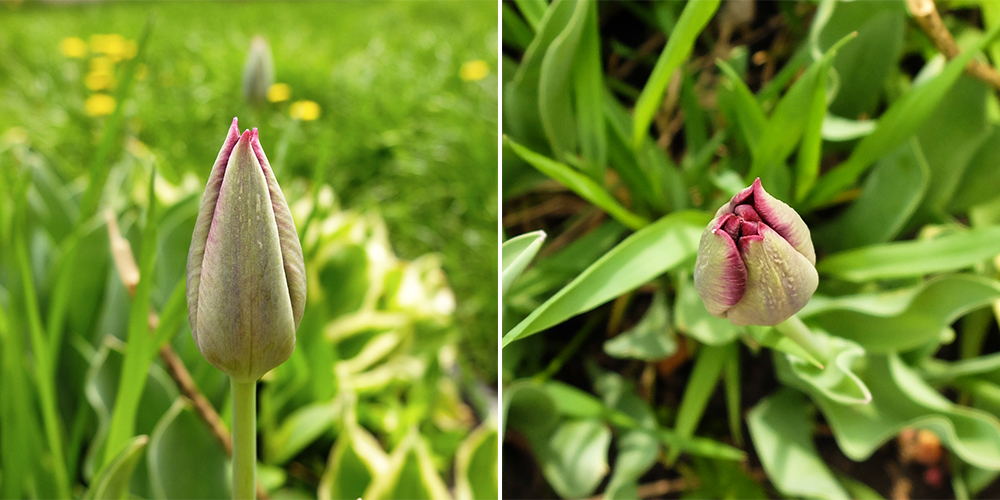 Purple Tulips opening up