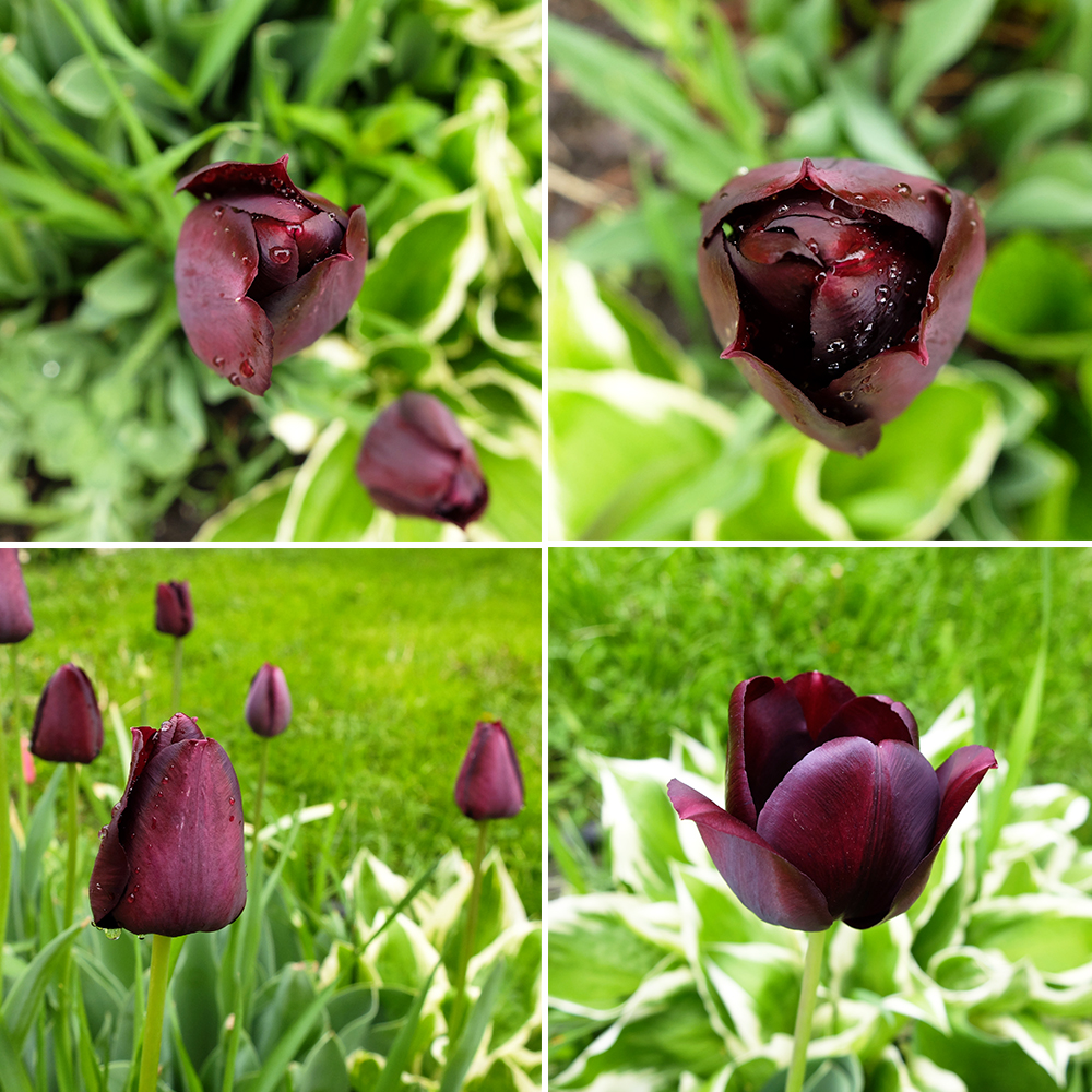 deep purple tulips