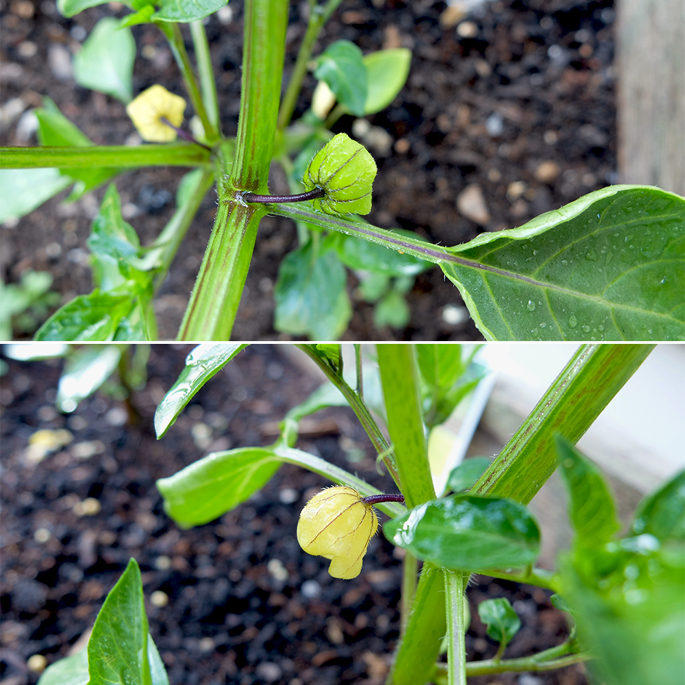 Tomatillo growing stages after the flower - May 22nd 2016