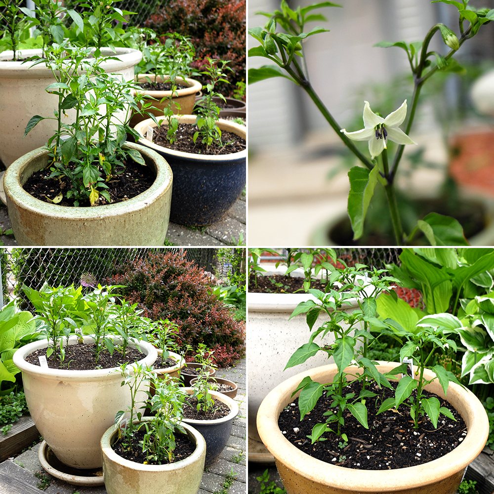 Growing peppers - Chiltepin, Cayenne, Guajillo, Jalapeno, and hot cherry peppers - May 27th 2016
