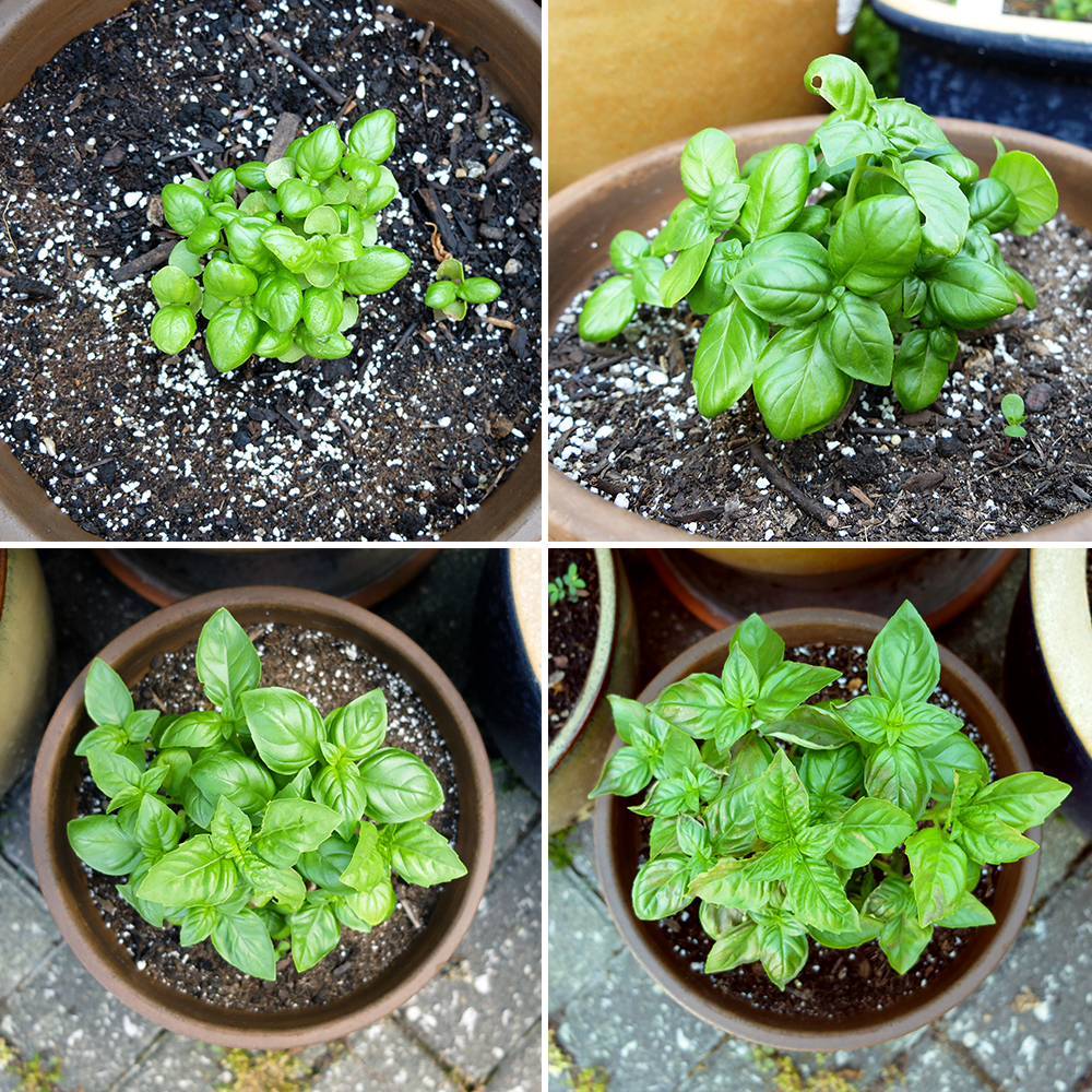 Basil growing for about a month from seed