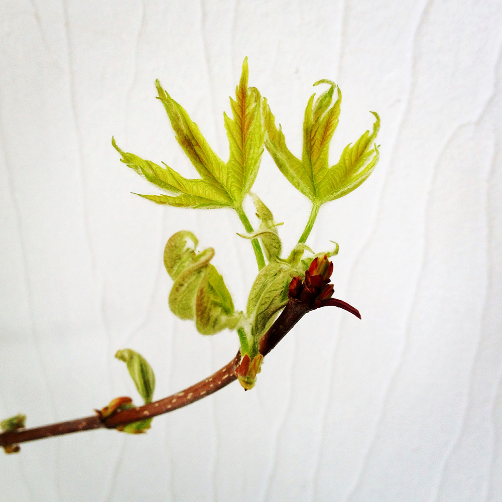 Maple Tree budding in March 2014