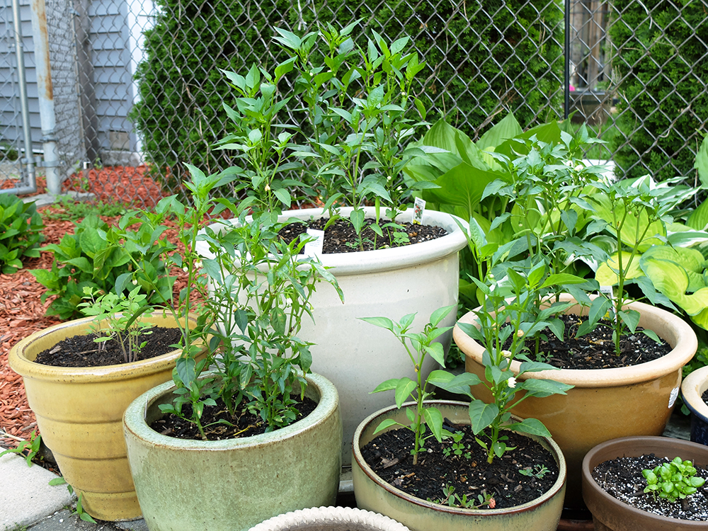 Pepper Garden Beginning of June - Cayenne, Jalapeno, Chiltepin, Guajillo, Hot Cherry Peppers