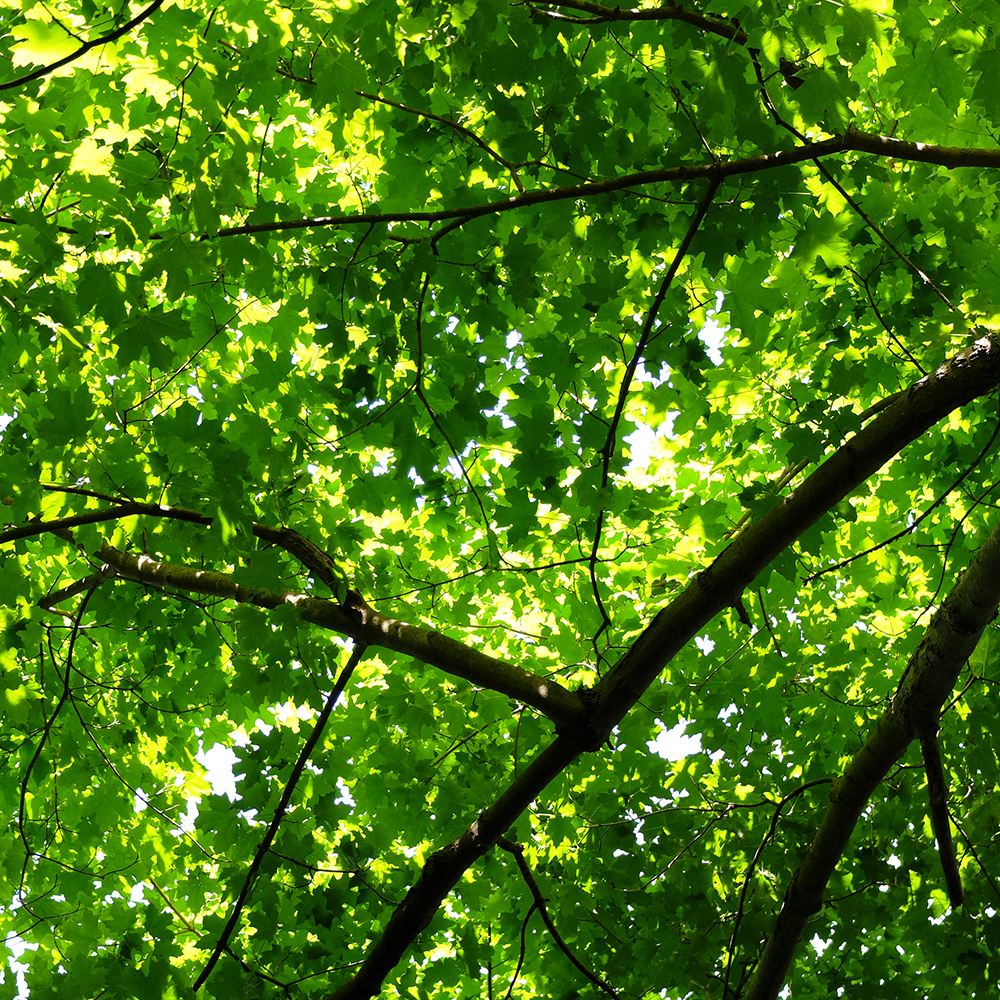 Starved Rock State Park - Komorebi Maple Trees