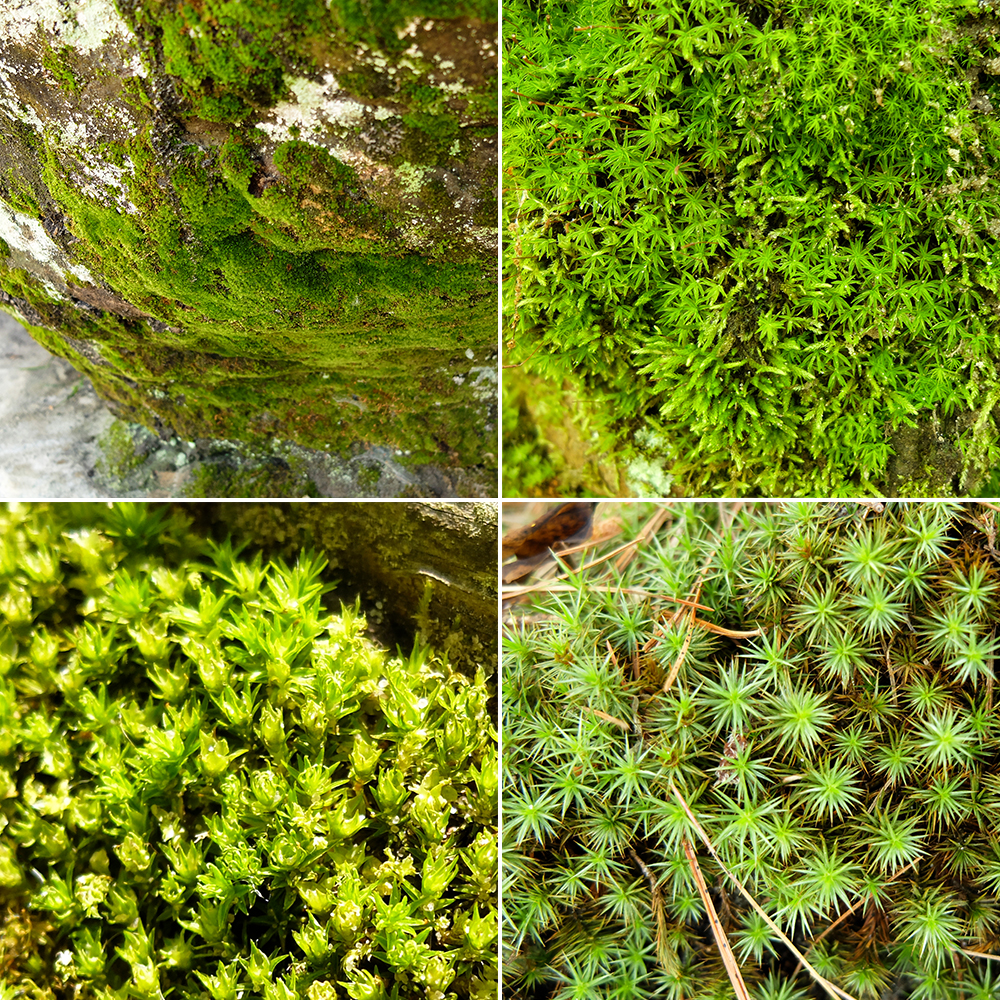 Starved Rock State Park - Moss