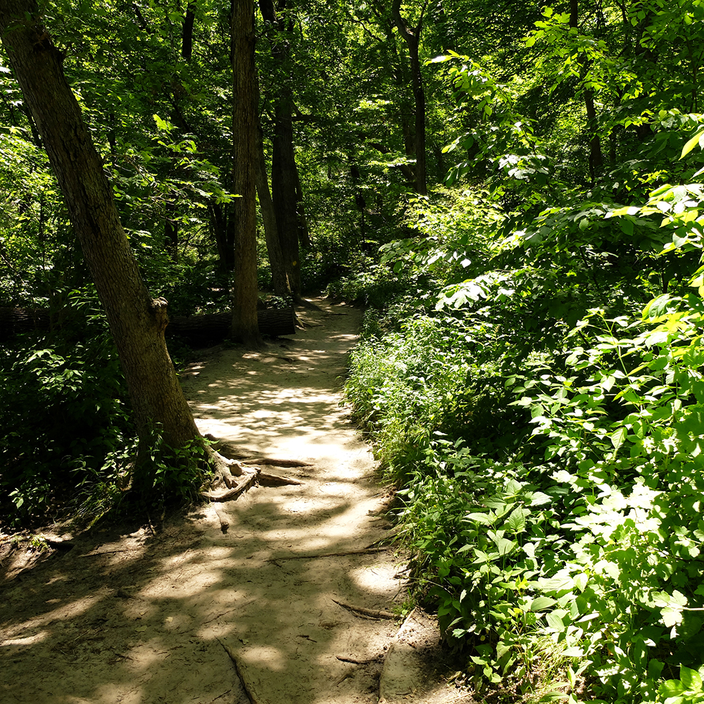 Starved Rock State Park - shady Pathway