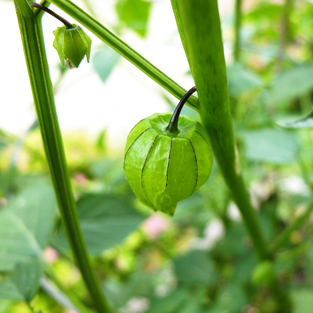 Growing Tomatillo Fruit - June 16th 2016