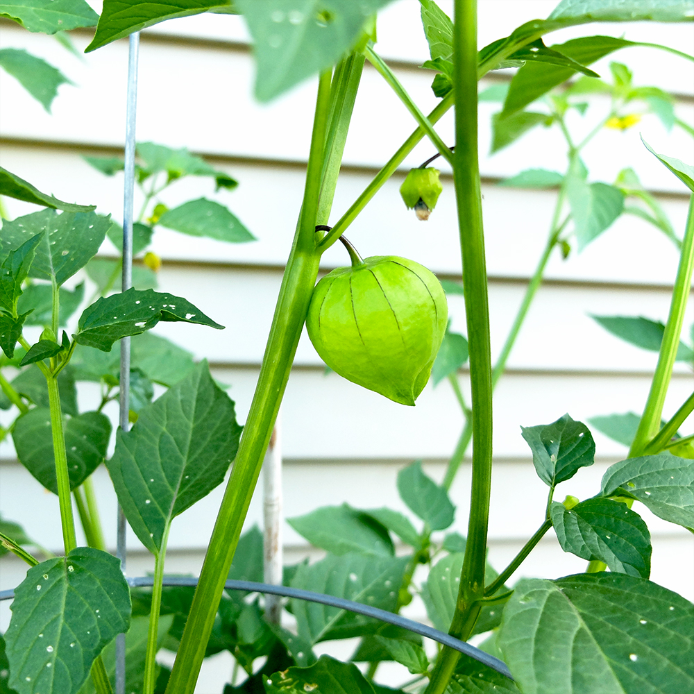 Growing Tomatillo Fruit - June 18th 2016