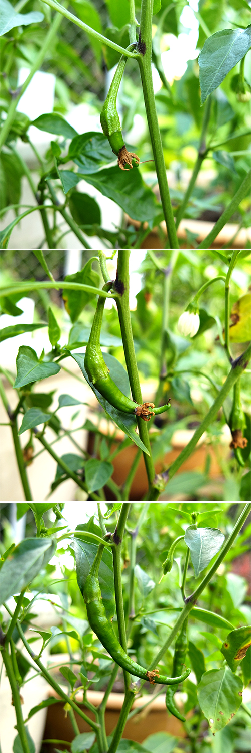 Cayenne Pepper Growing in the Garden