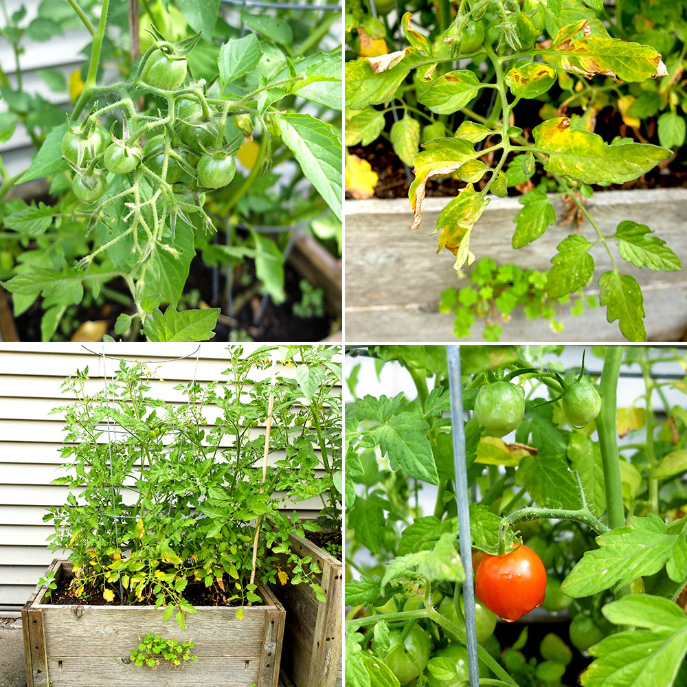 tomatoes growing after 2 months - garden growth