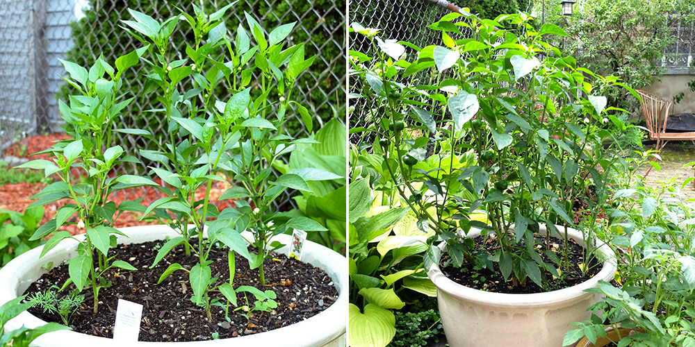 Cherry Peppers and Jalapenos in the garden after a month of growth