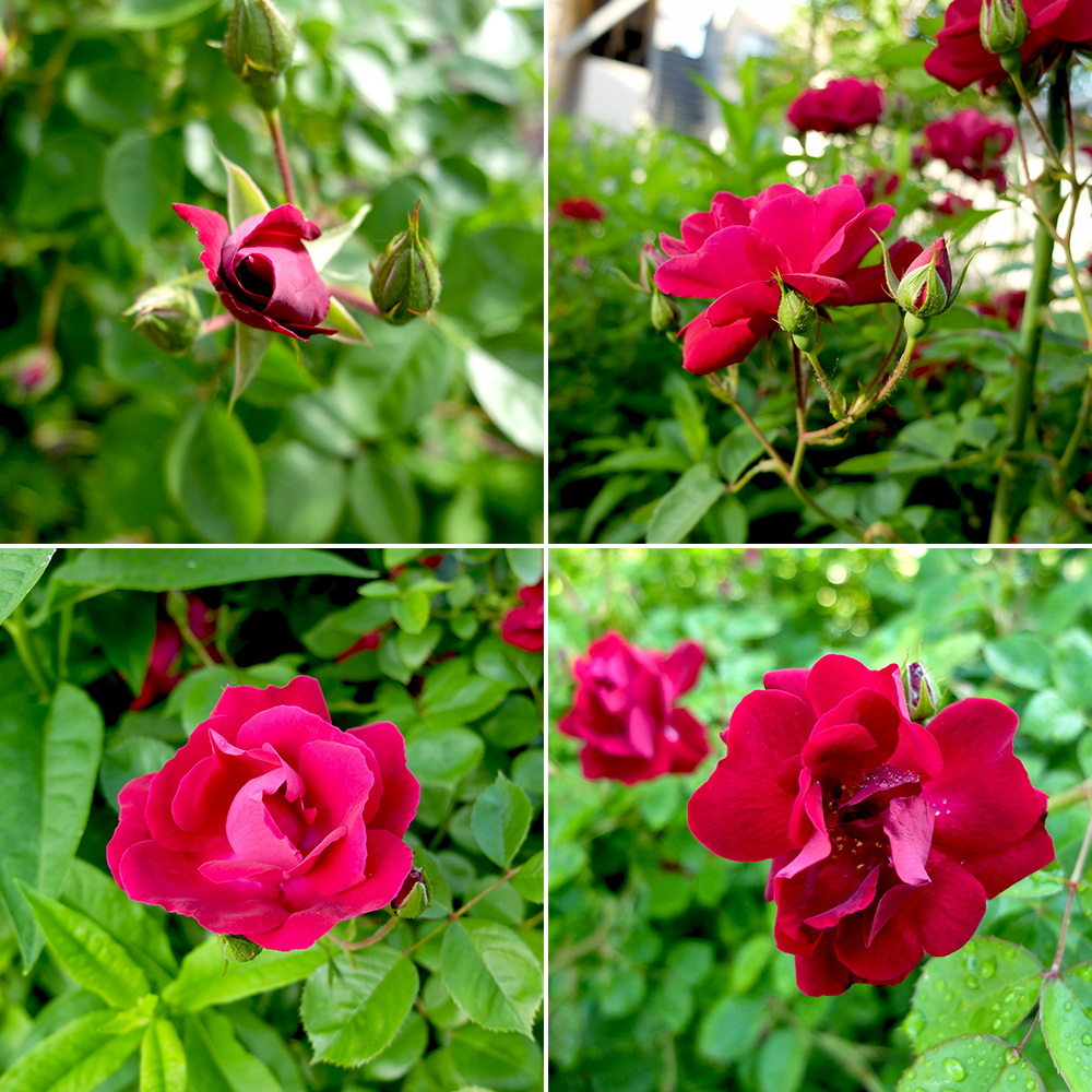 Red Rose - Shrub Rose Cardinal Hume