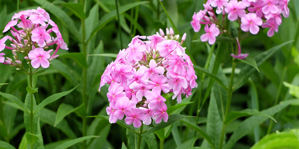 Pink Phlox Flowers