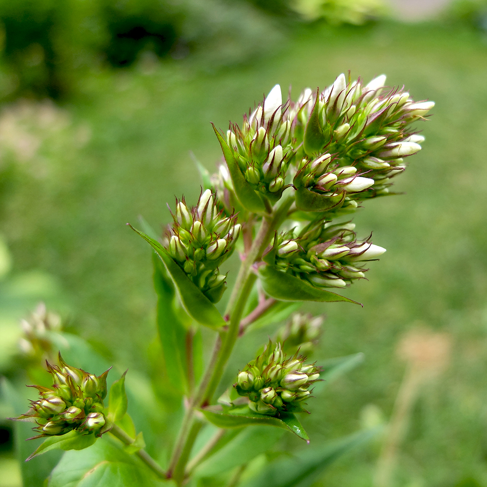 Phlox Flower Buds