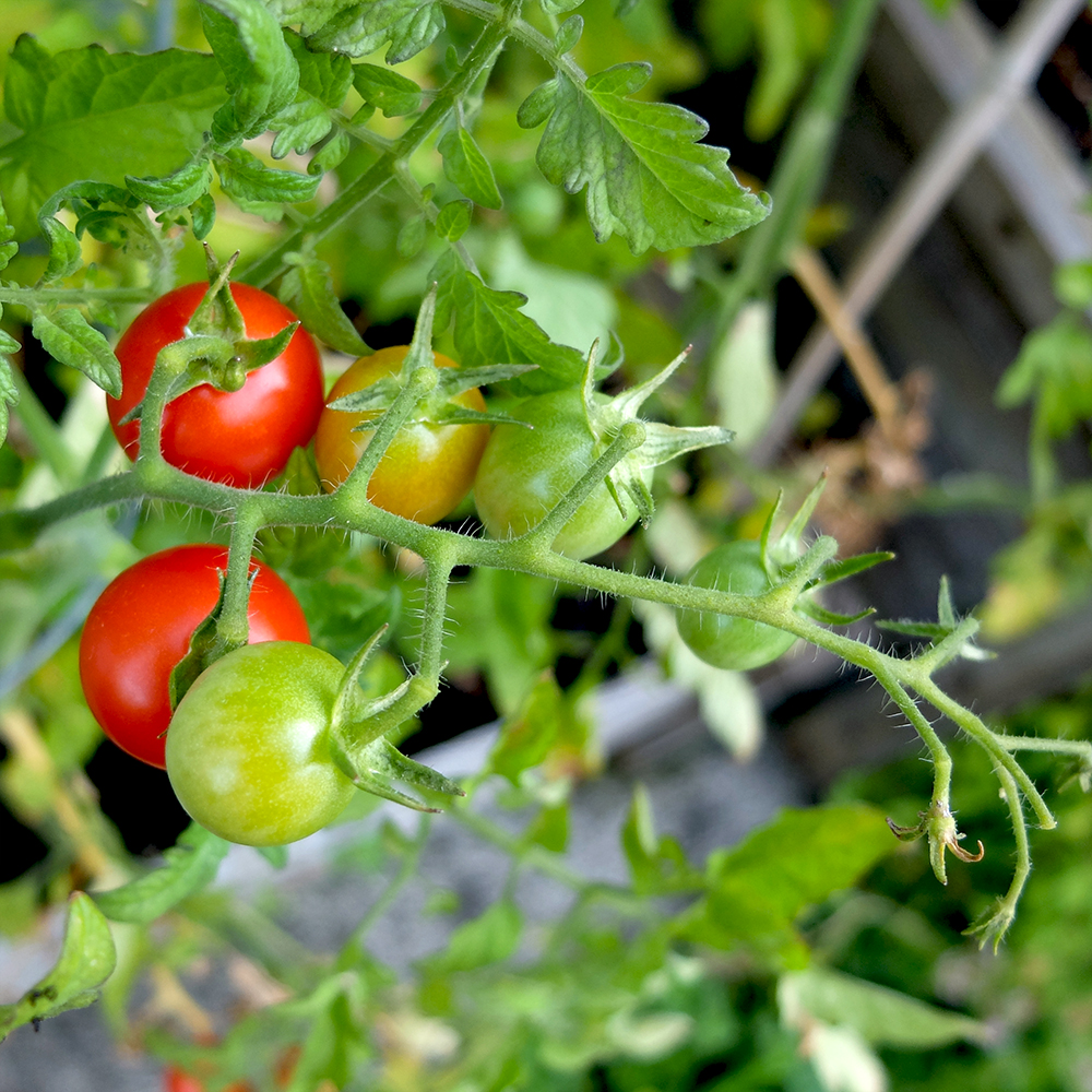 Cherry Tomatoes going wild - harvesting hundreds this month