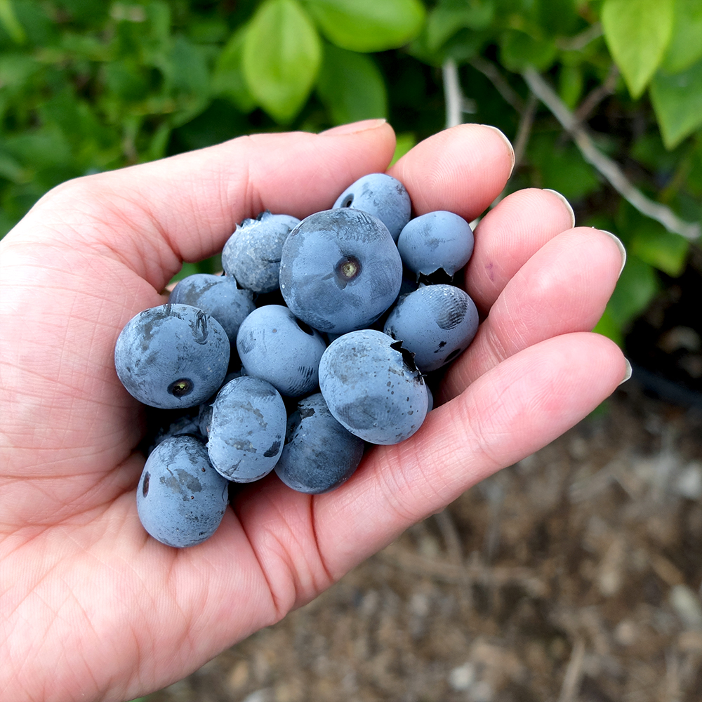 U-Pick Blueberries in July