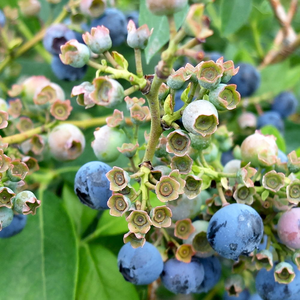 U-Pick Blueberries - Reka Blueberries from Johnson's Farm in Hobart Indiana