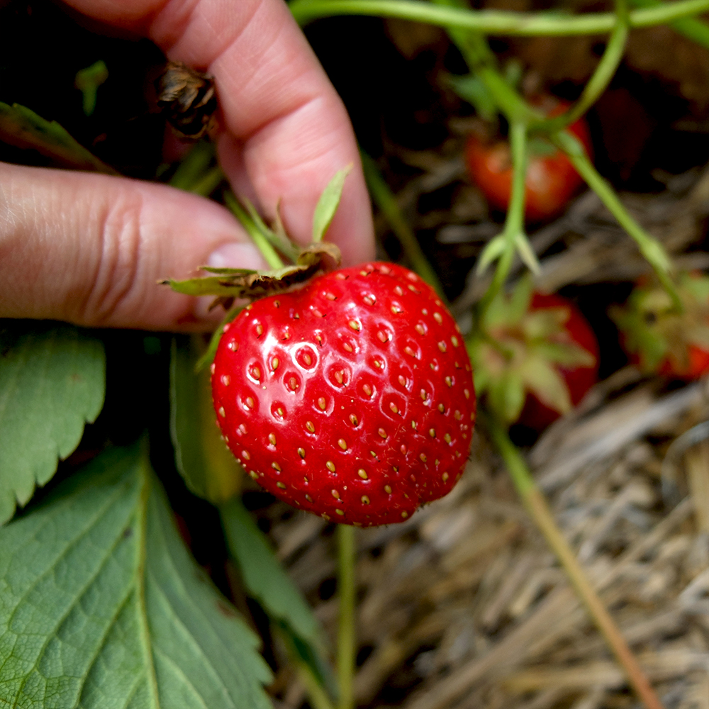 U-Pick Strawberry - Ripe and Red Strawberry