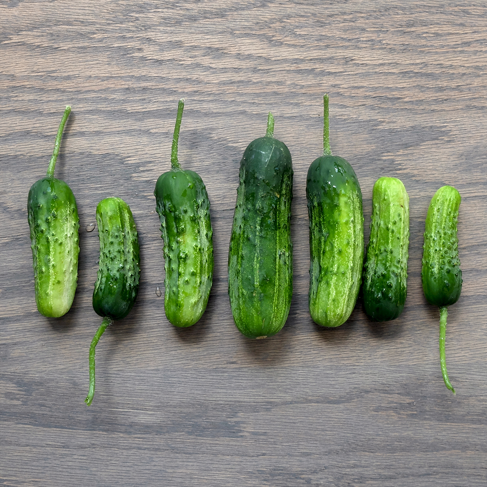 Pickle Haul - U-Pick Pickles - Fresh Pickles