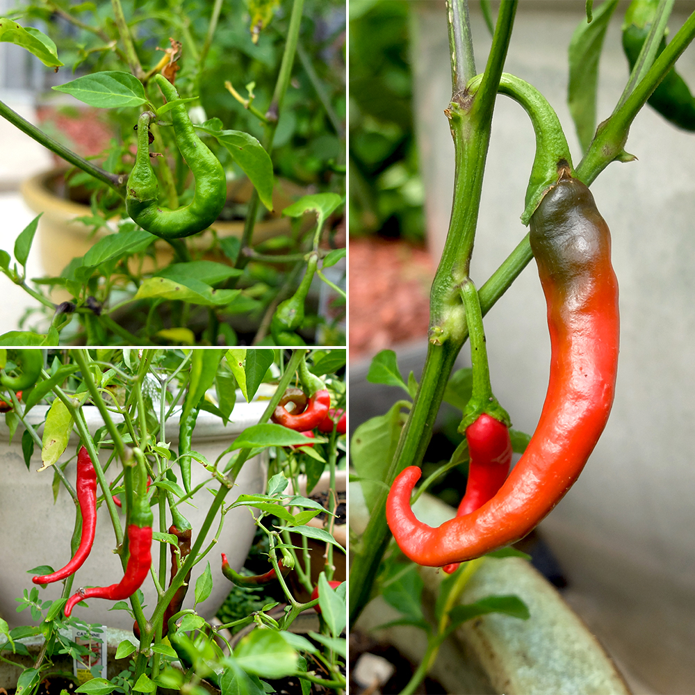 Cayenne Peppers turing from green to red in July