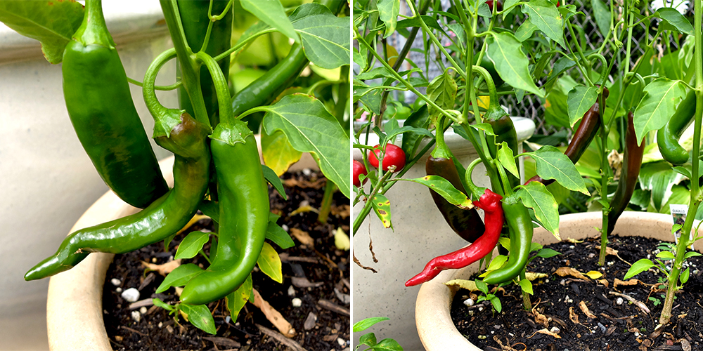 Guajillo Peppers turing from green to red in July