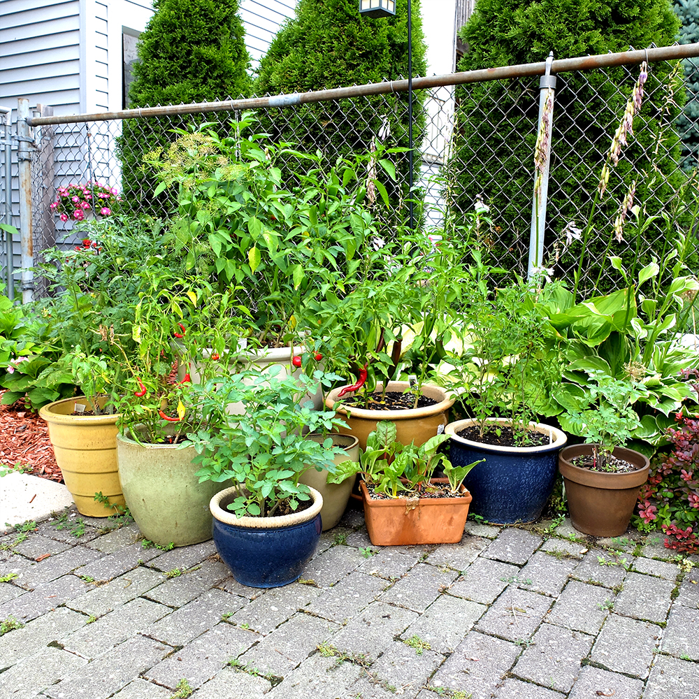Garden Growth in 3 months - midwest container gardening
