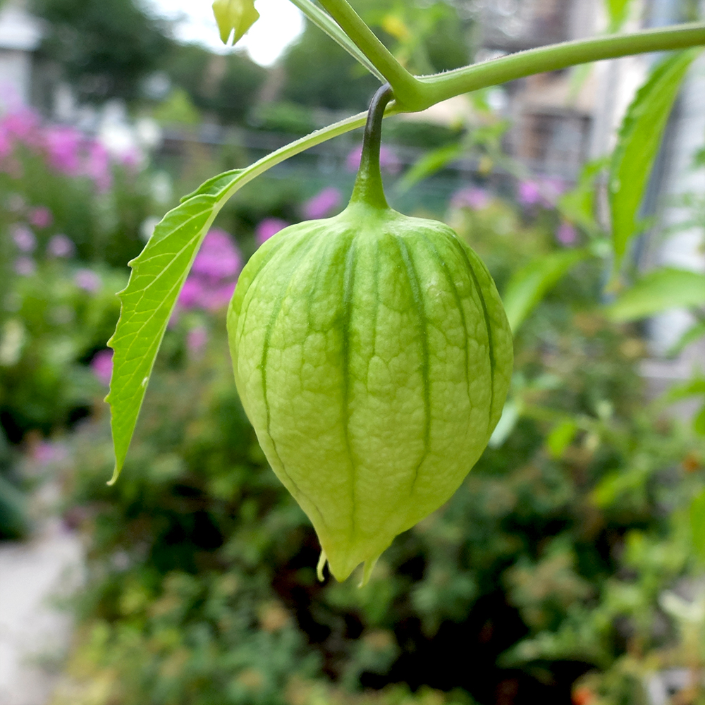 Tomatillo Fruit is getting ready to be harvested