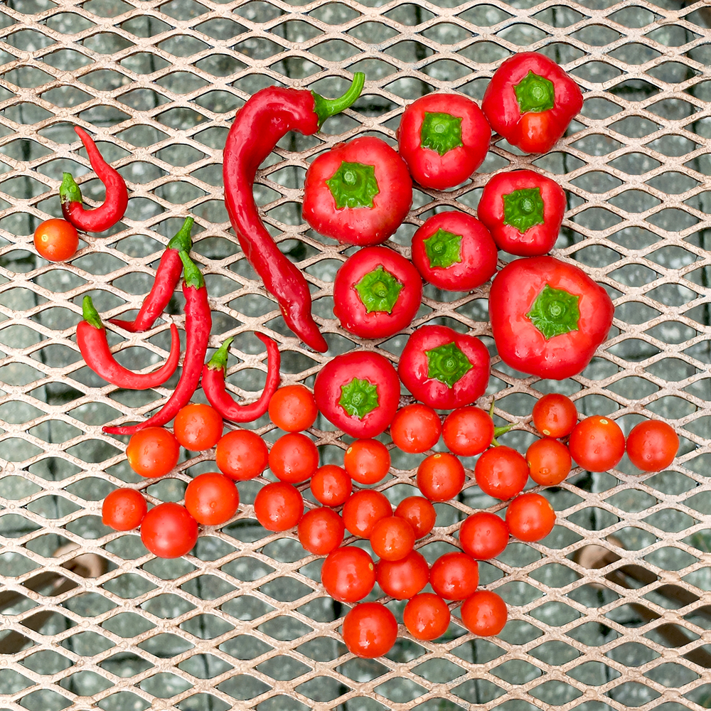 Garden Harvest in July - Cherry Peppers, Guajillo Peppers, Cayenne Peppers, and Cherry Tomatoes
