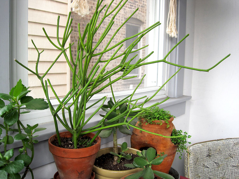 Pencil Plant - Pencil Cactus - Euphorbia - new cutting