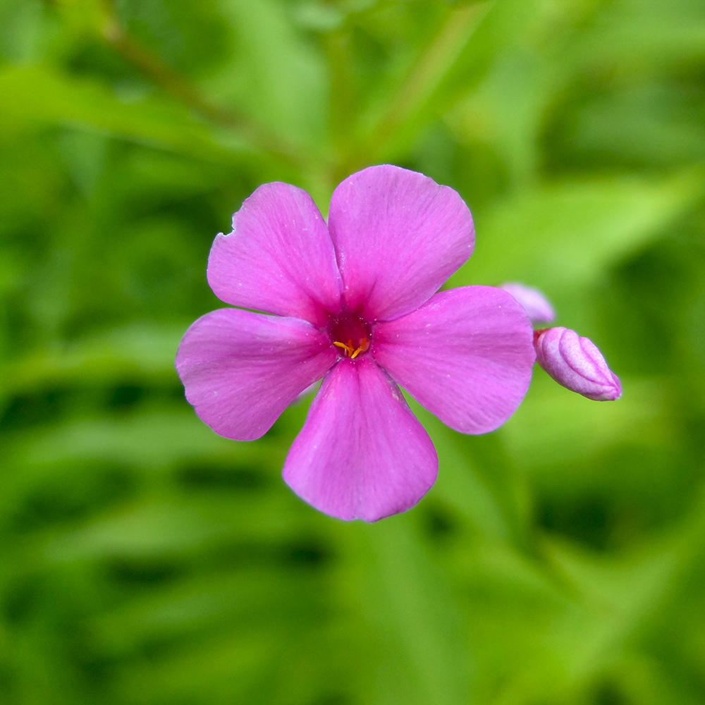 Phlox Flowers growing in the midwest