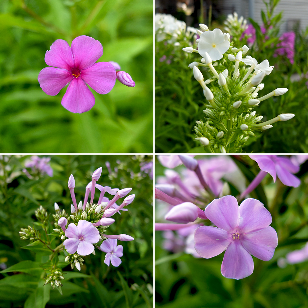 Phlox Flowers - White, Magenta, and Pink Phlox Flowers growing in the Midwest