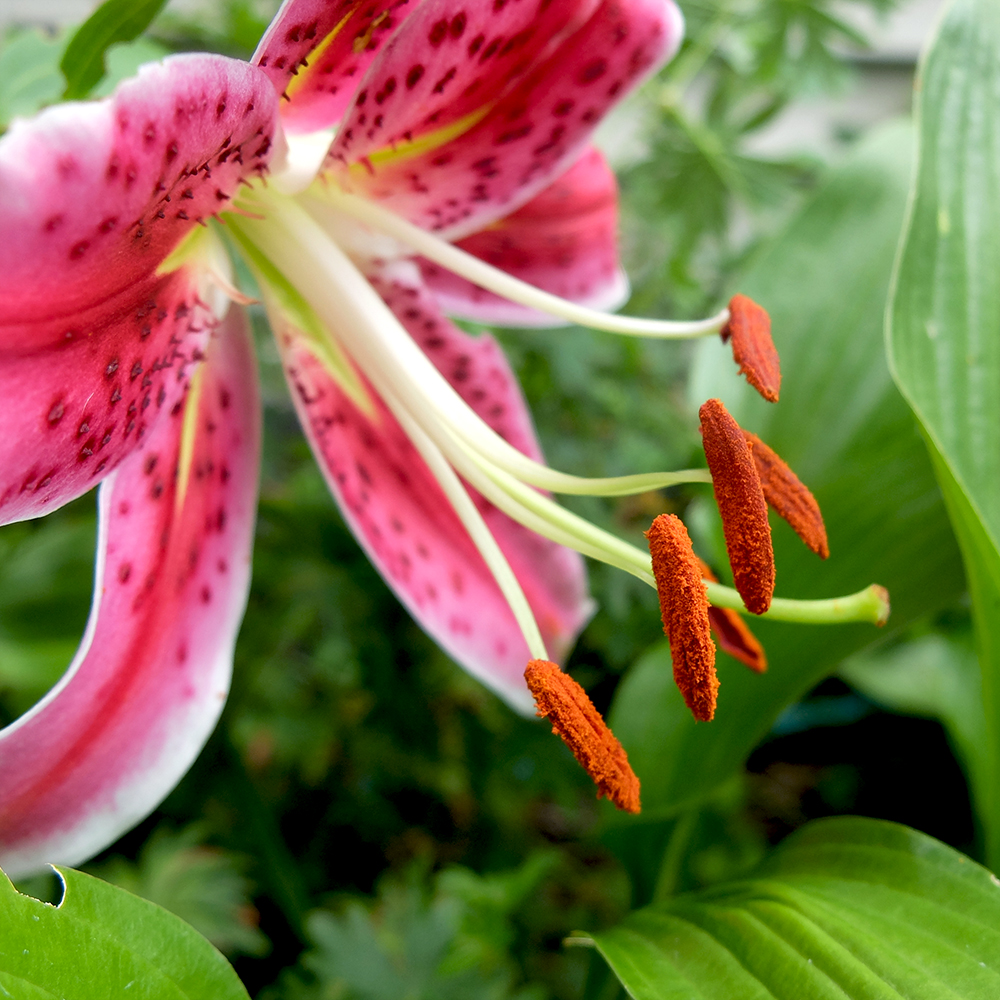 Star Gazer Lily Stamen - pink lily orange stamens