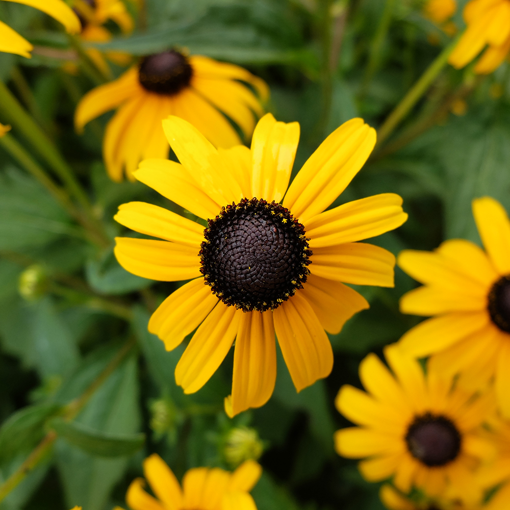 Black Eyed Susan growing in the midwest in July