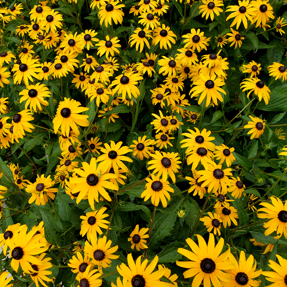 Black Eyed Susan growing in the midwest in July