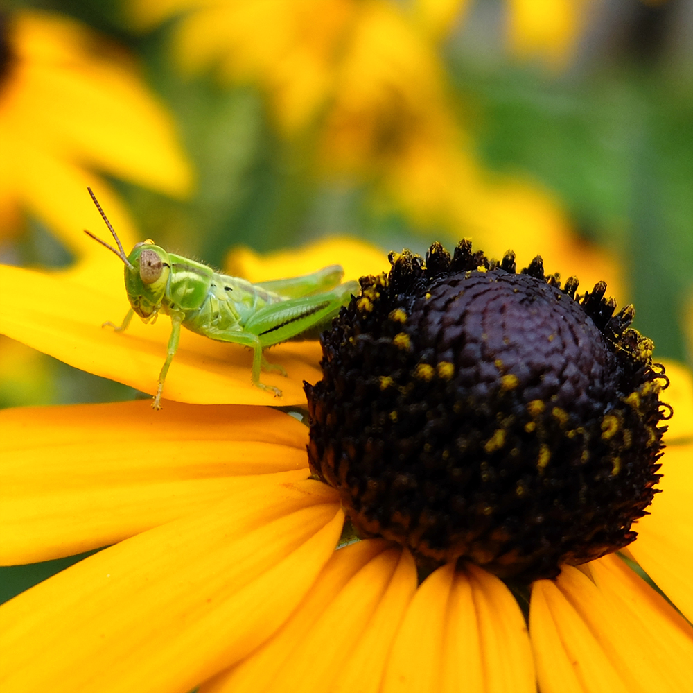 Black Eyed Susan with Grasshopper - growing in the midwest in July