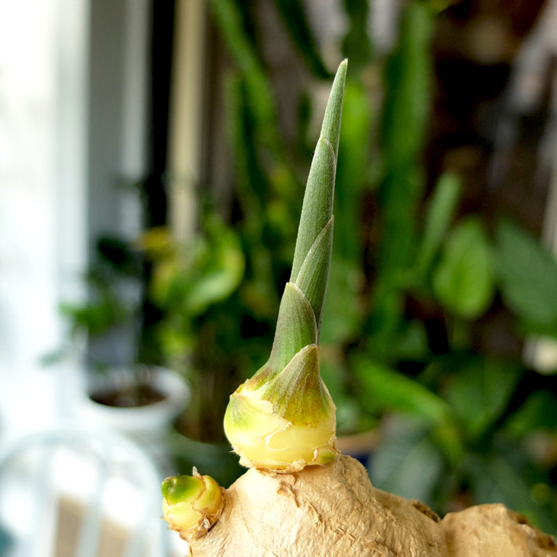 Growing Ginger at Home – Part 1