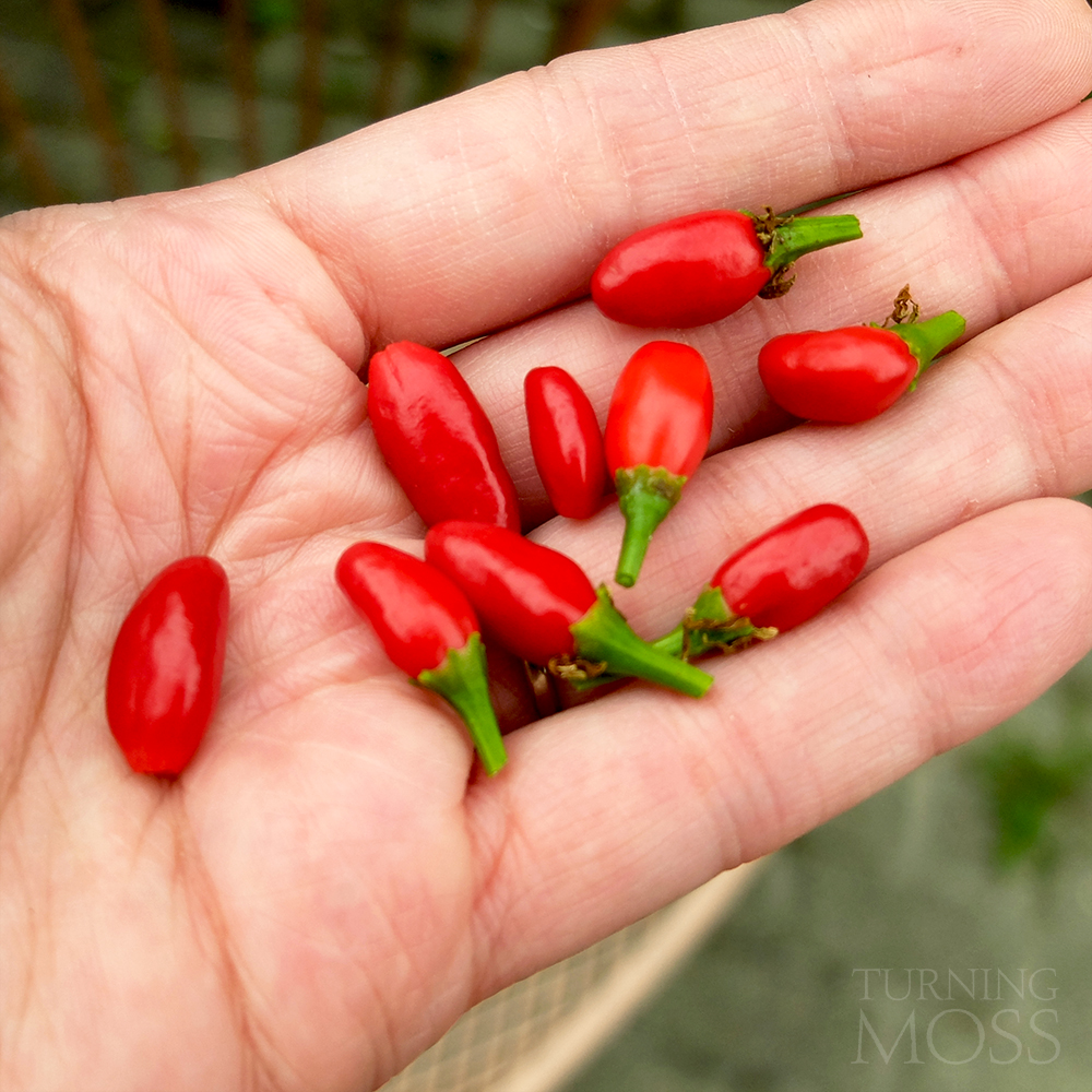 chiltepin peppers grown in a back yard garden in Chicago - Turning Moss Gardening