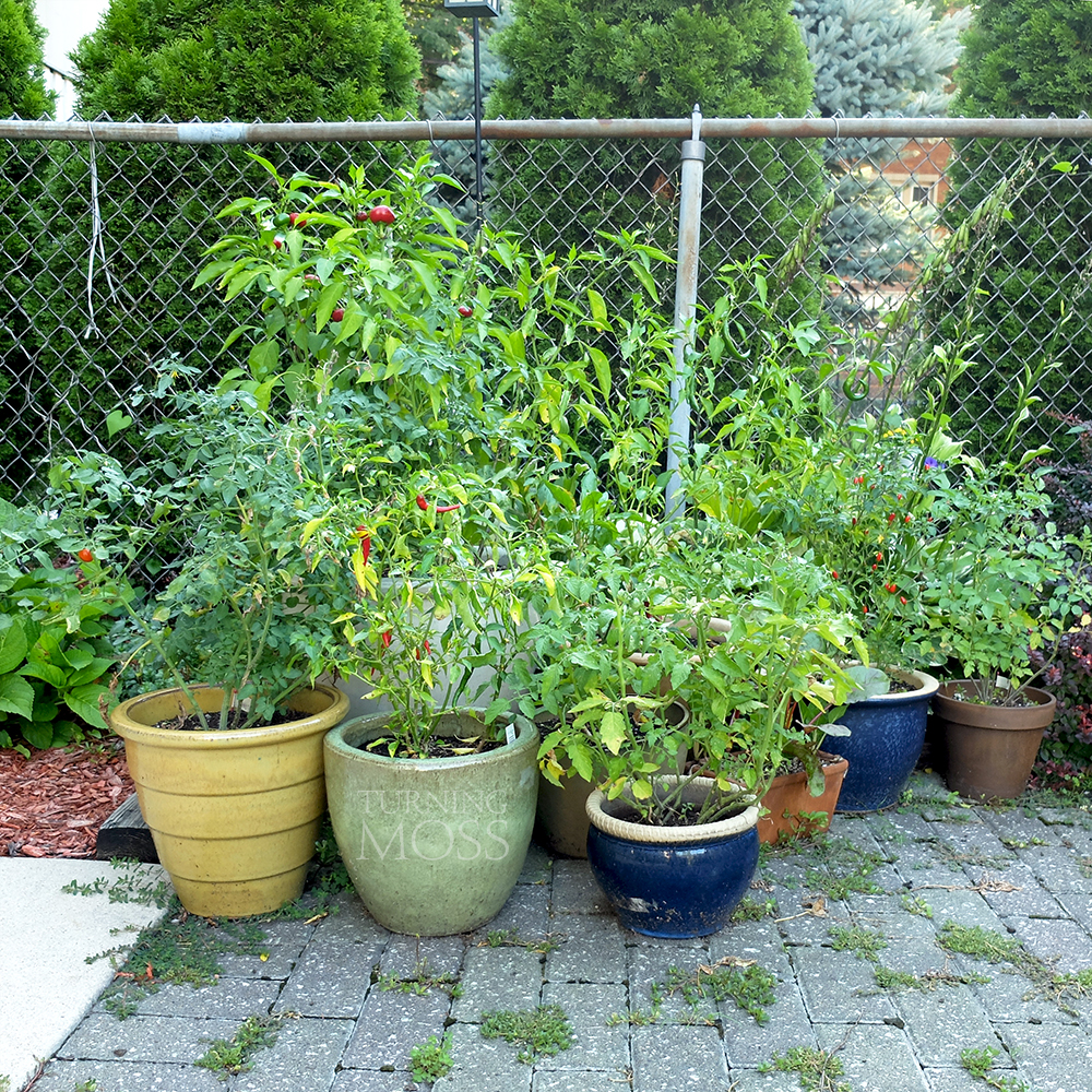 Container garden at it's peak in August - peppers, tomatoes, and more! 