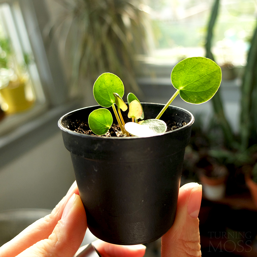 Pilea peperomioides - Chinese Money Plant sprout